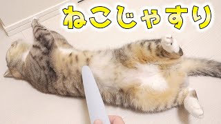 猫と「ねこじゃすり」。撫でさせてくれたり噛んだりする猫【猫 かわいい】