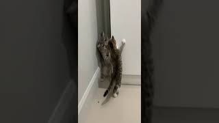 Funny cat | cute cats and dogs reaction animals doing funny things #funnycats #shorts #cats #557