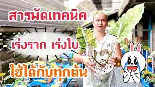 เทคนิคเร่งราก เร่งใบ แบบวิธีธรรมชาติ