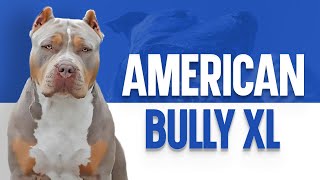 American Bully XL – The Ultimate Guide