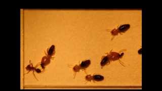 Planicapritermes kills Solenopsis (Fire ant)