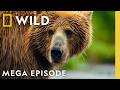 From Yellowstone to Alaska | America the Wild MEGA Episode | Nat Geo Animals