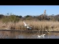 コハクチョウ着水（2024 12 16菅生沼下沼）