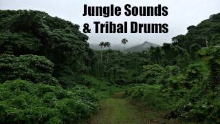 Jungle Sounds \u0026 Tribal Drums - Sleep - Relax - Chill - Meditate