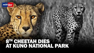 Kuno National Park: Eighth Cheetah found dead in 4 months, reasons unknown