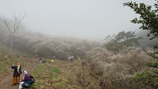 20250119_苗栗泰安-清安梅花祕境+瓦城餐廳