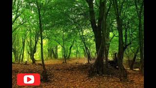 عکس بسیار زیبا از جنگل های گلستان ایرانVery beautiful valley of Golestan forests of Iran