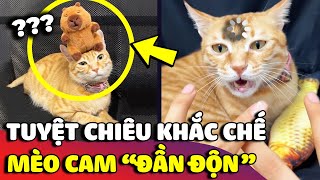 Chú mèo cam tai tiếng có khí chất ĐẦN ĐỘN, sơ hở là bị LAG chỉ cần 1 cử chỉ của con Sen 😅 | Gâu Đần