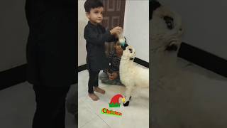 #cow #christmas #goat #shorts #love  #shortsfeed #youtubeshorts @karachijunoonpk