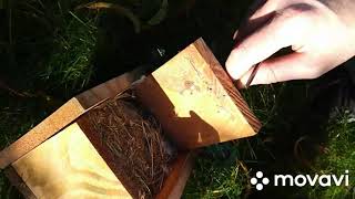 Co było w budce mazurków?😀🐦 / What was inside the tree sparrows' house?😀🐦