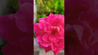 ആദ്യമായി വിരിഞ്ഞ നാടൻ റോസ 🌹#youtube shorts #vijis food stories#Rose flower