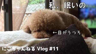 お昼寝した愛犬が可愛すぎた【トイプードル】