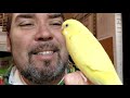 comment j ai apprivoisé une perruche en moins d 1 heure how i tamed a parakeet in a short time