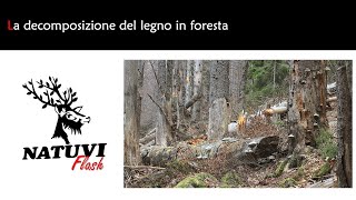 La decomposizione del legno in foresta