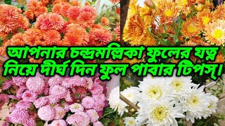 চন্দ্রমল্লিকা ফুল ফোটার পর ফুলের পরিচর্যা//how to take care of chandramallika flower//