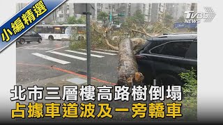 北市三層樓高路樹倒塌 占據車道波及一旁轎車｜TVBS新聞