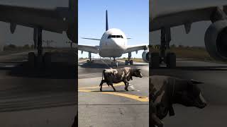 Cow Accidently Came During Airplane Landing