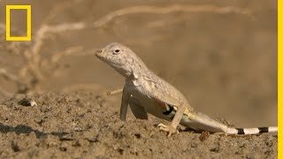 Rare : connaissez-vous le lézard à queue de zèbre ?