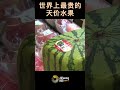 世界上最贵的天价水果 square watermelon方形西瓜 日本 每磅14美元 特点 方形