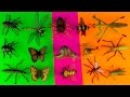 INSECTS - Box 18 TOY COLLECTION Tarantula Scorpion Stag & Rhino Beetles Kids Toys SuperFunReviews INSECTS - Box 18 TOY COLLECTION Tarantula Scorpion Stag & Rhino Beetles Kids Toys SuperFunReviews
