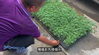 鹽水麻油寮『阿榮甜緣小蕃茄』2020年新一季鹽地小番茄開種啦！！！😋🥳✨🍅❣️