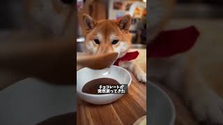 AI柴犬が作る！愛情たっぷりバレンタインチョコレート#shorts