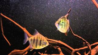 Metynnis fasciatus.  Striped silver dollars from Washington aquatics