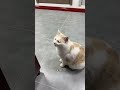 回复 @ dong 的评论 被猫咪治愈的瞬间 夹子猫 谁说猫猫没有表情的