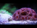 Морской аквариум с мягкими кораллами my beautiful soft coral reef tank