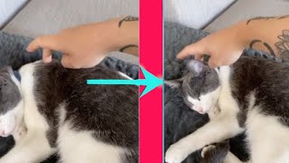 How To Wake Up Your Cat Properly