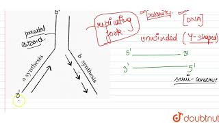 Mention the polarity of DNA stands a - b and c -d shown in the replicating fork given below.