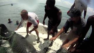Belize Manatee Captures