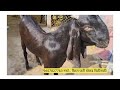 bitalgoat bital goat avalebal in satara lonand बीटल शेळी बोकड lonandgoatmarket