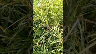 दूब घास के फायदे || Health Benefits of Doob Grass #shorts #ytshorts #plants #benifits #health