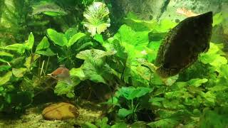 low tech biotope aquarium, Congo river aquarium,  leopard bush fish (Ctenopoma acutirostre)