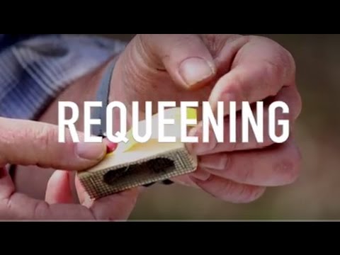 3 Simple Steps To Requeening A Hive Beekeeping 101