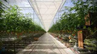 Ontario Greenhouse