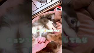 リンパマッサージやと思わせてキュンです練習してたら...(笑)【極小チワワ子犬】怒られたw