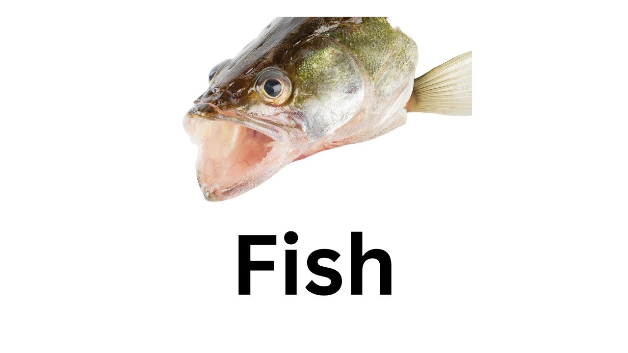 Fish Youtube