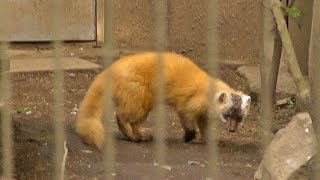 走り回るホンドテン（井の頭自然文化園）Japanese marten scamper about