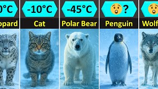 Animals Cold Resistance Comparison | Who Survives the Coldest Temperatures on Earth?
