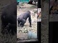 子ゴリラ ボールの扱いが上手いキンタロウ gorilla kintaro is good at ball skill gorilla キンタロウ 2023.10.20