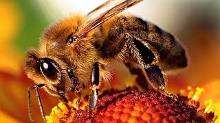 How Accurate Is USDA Honeybee Health Survey?