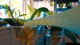 Must know tips for growing orchids in water culture