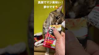 2023年2月24日　その３　今日も元気で美味しいニャン！今日のネコねこニャンコ　#猫　#cat #cute #cats　#猫のいる幸せ #猫のいる暮らし