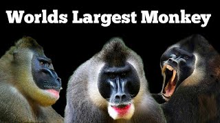 Worlds Largest Hidden Monkey : Drill Documentary.