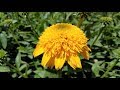 Best Perennials - Echinacea CARA MIA™ Yellow (Coneflower)