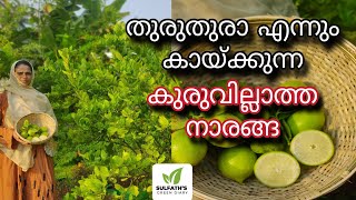 തുരുതുരാ എന്നും കായ്ക്കുന്ന കുരുവില്ലാത്ത നാരങ്ങ | Seedless Lemon Farming | Sulfath's Green Diary