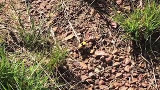 ルリボシタテハモドキ Junonia hierta (Yellow Pansy) 2022/04/26 Nylsvley Nature Reserve, South Africa