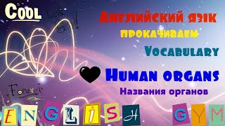 Human organs (Названия органов) Тренажер для самостоятельного изучения